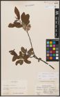 Foto von Salix caprea L. x Salix cinerea L.
